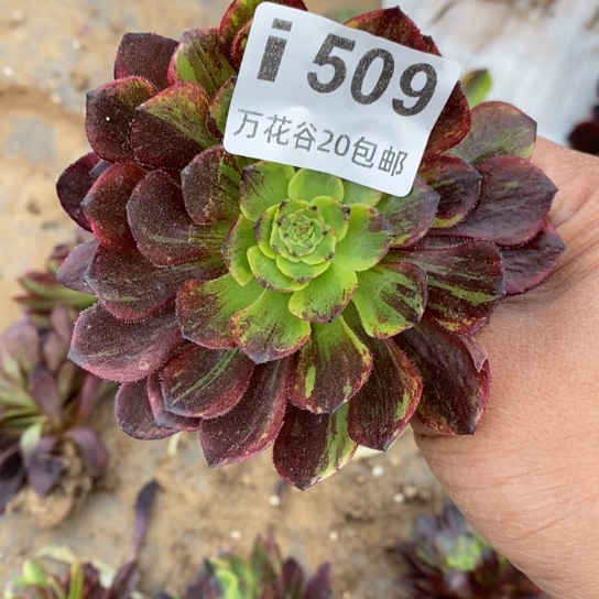 509莫兰迪单头量拍多肉