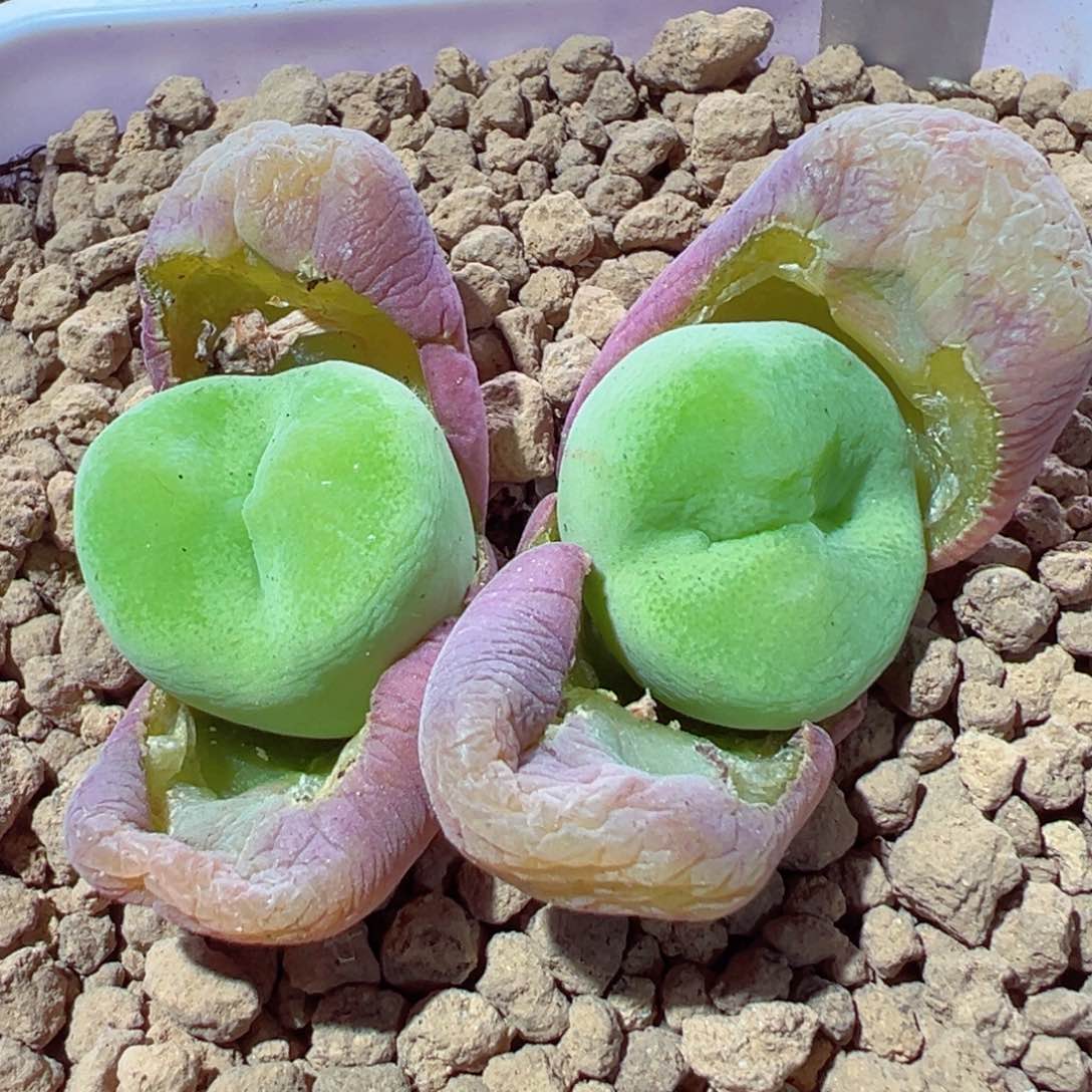 甜*吖217-233多肉大翠光