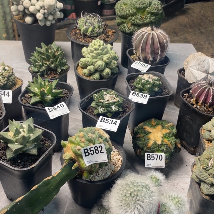 582龟甲哥斯拉一个仙人球