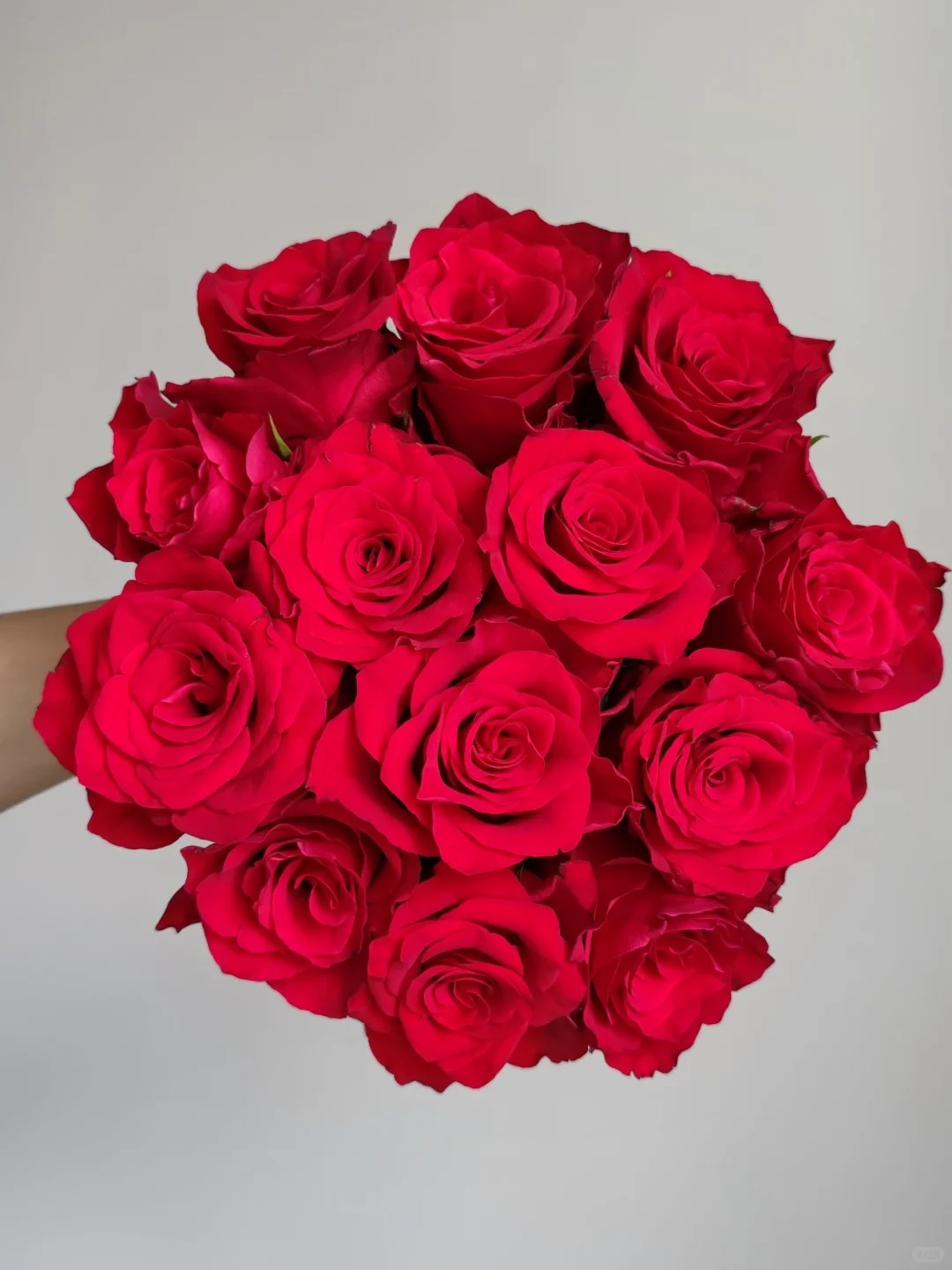 2.8升盆栽灌木月季随机品种一棵