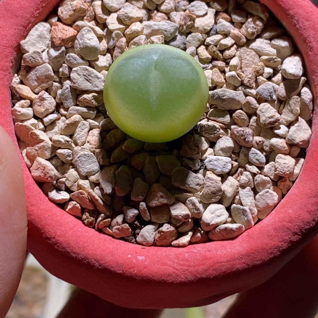 1.5登登子带盆风铃爱心窗