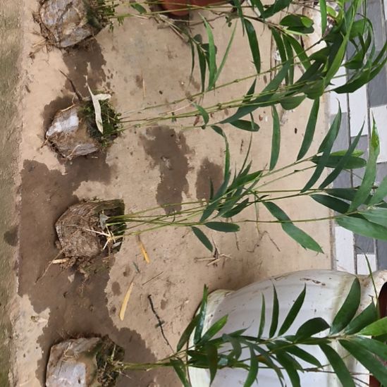 完全开放筇竹算盘竹盆栽绿植