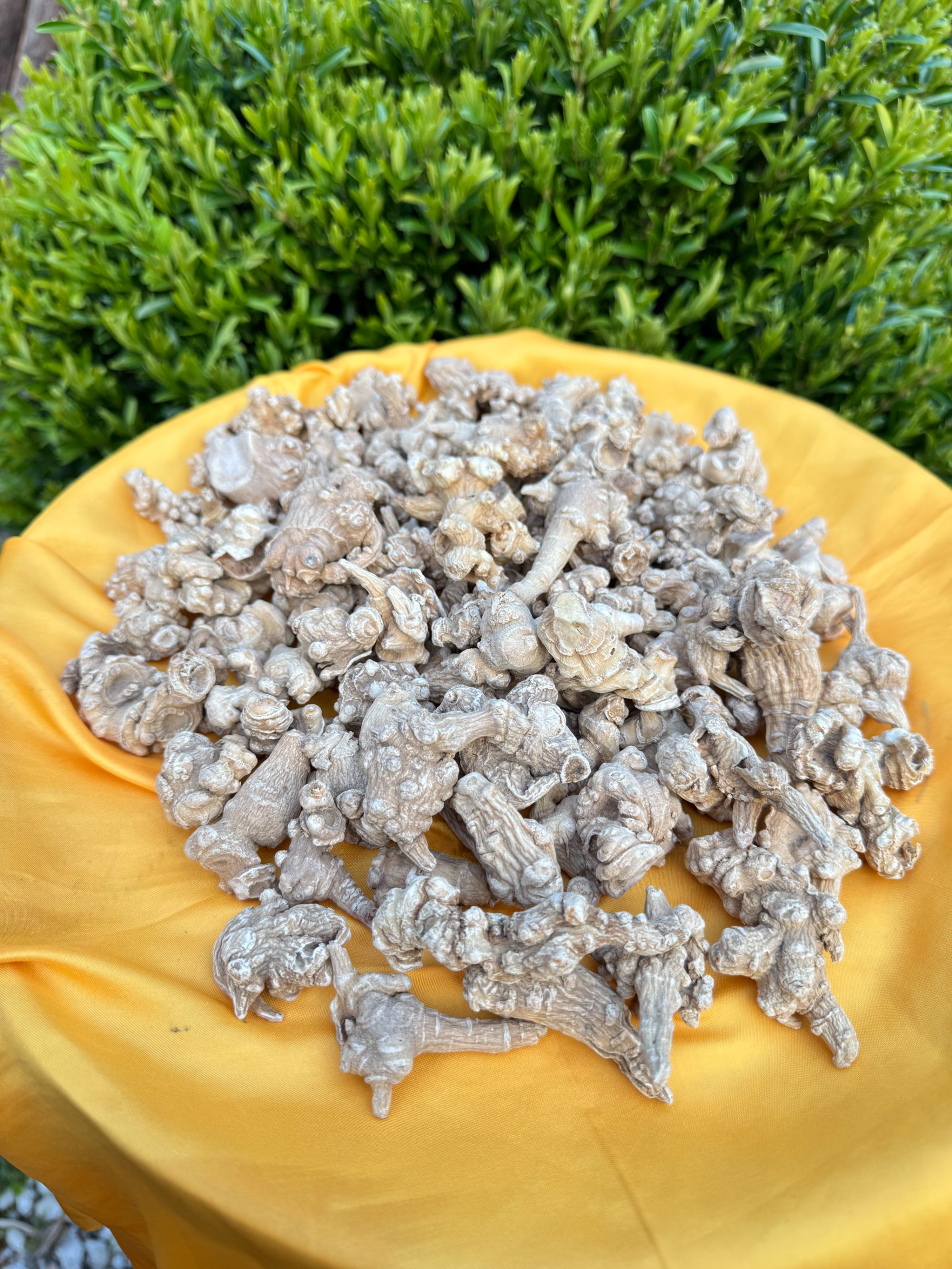 1【天-王-参】净含量：100-1000g【小田现收】菌