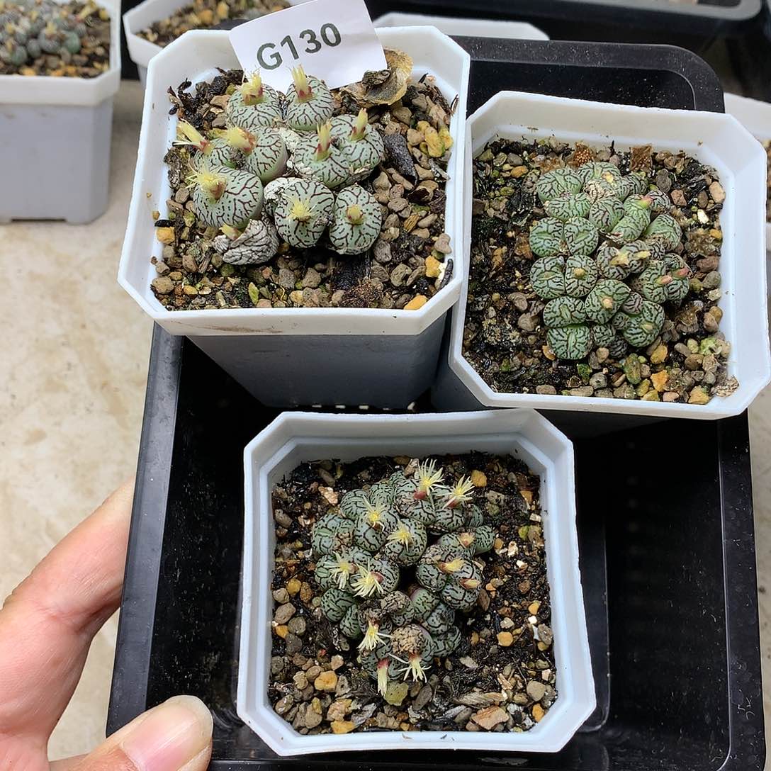 远***空G130多肉植物保护研究所