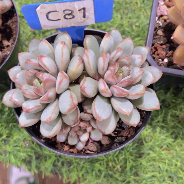 健健康康平平安安