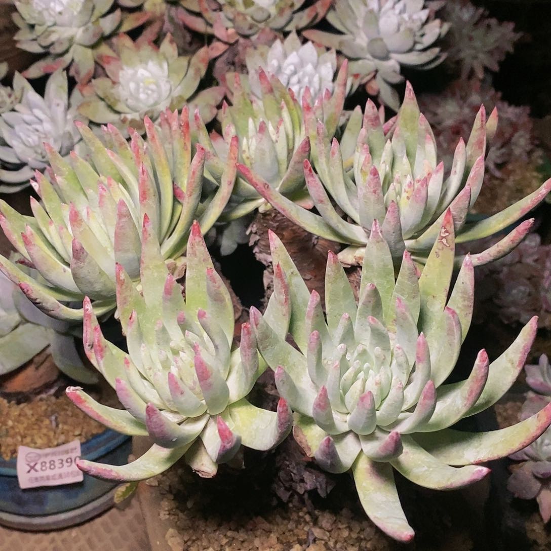 【闪购商品】哈哈哈哈文森特多肉1338