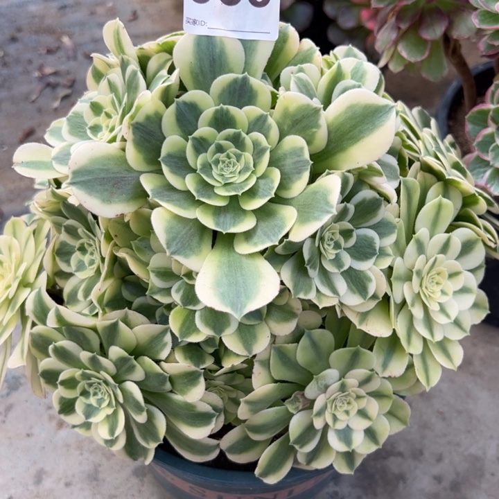 360绿豆沙23厘米左右