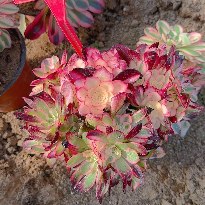 5-175荔枝多肉法师