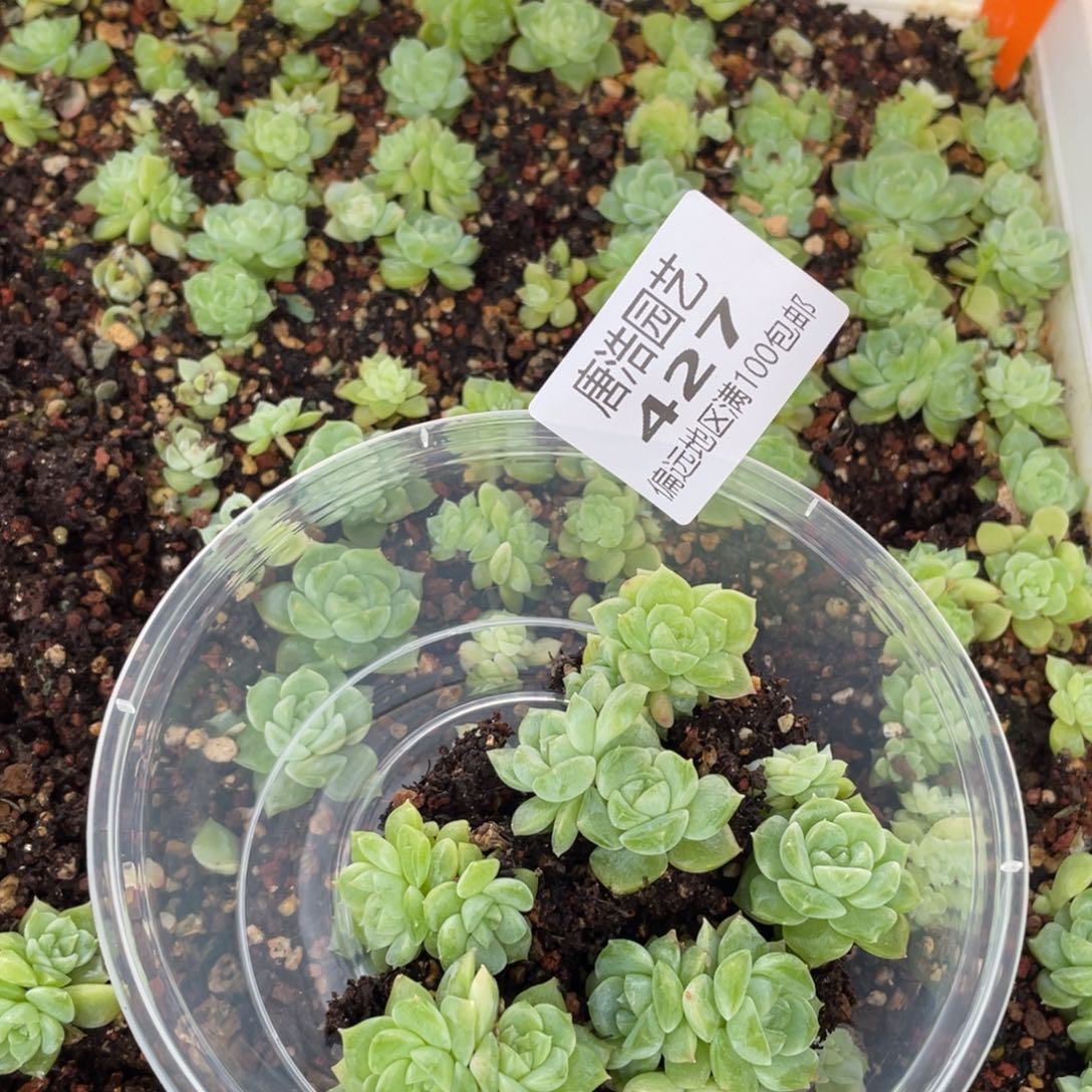用***0泼天一物一拍427…