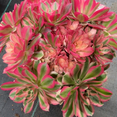 多肉植物粉女巫锦。