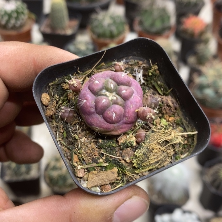 紫皮无刺象牙特价2