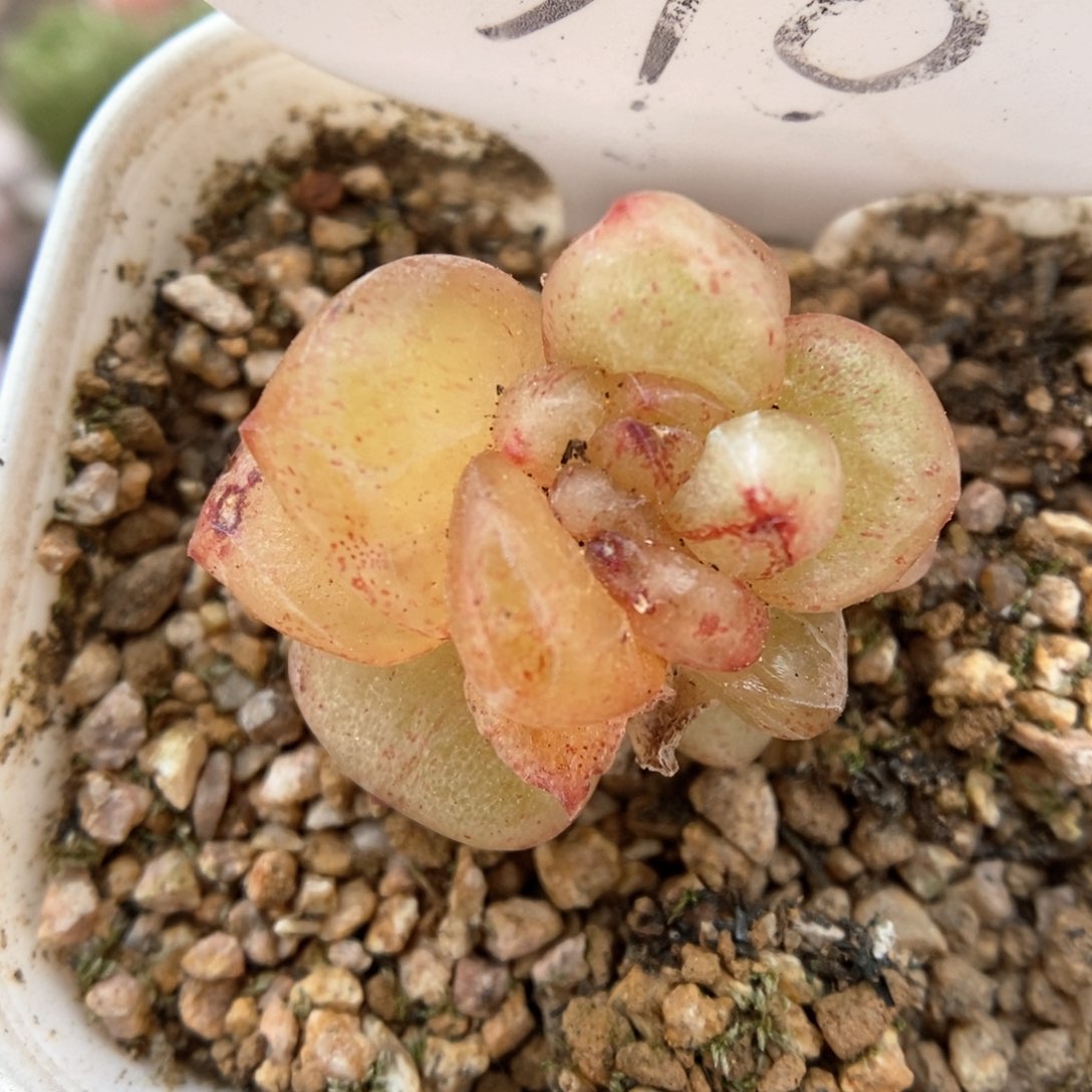 石化星河可拍398号。