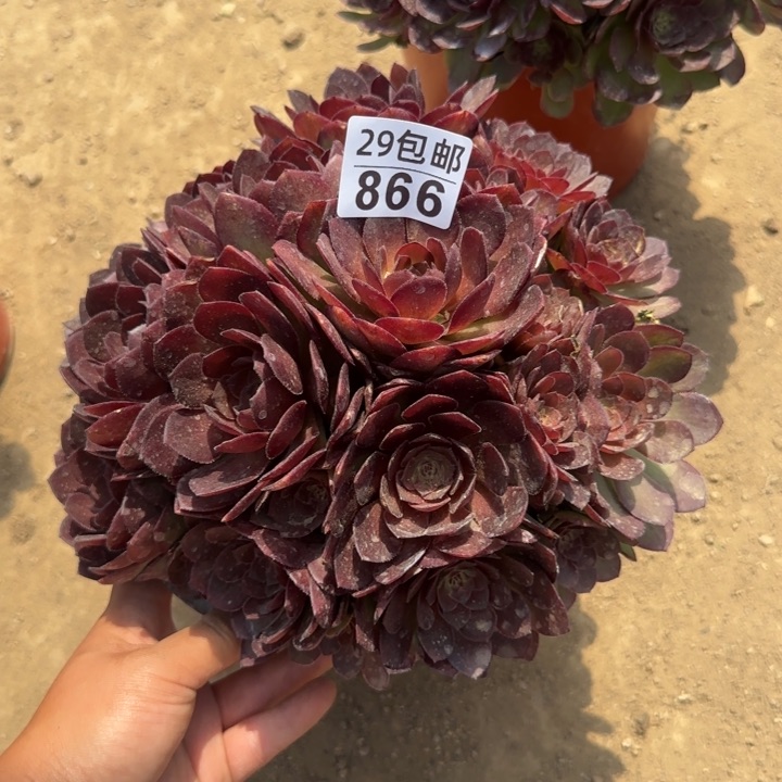 红魔……多肉植物……