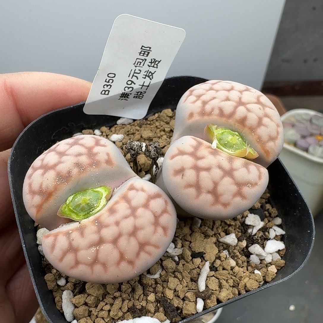 350多肉哈哈哈哈哈给哈