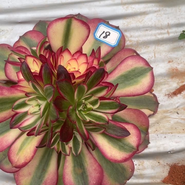 红陶18摘心荔枝法师锦锦锦