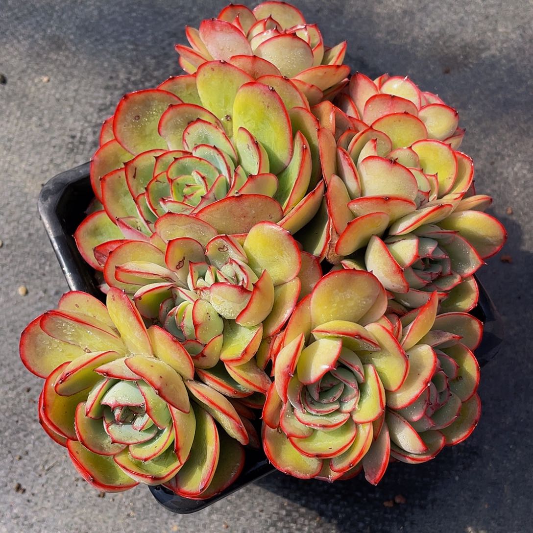 牡丹停多肉植物2124