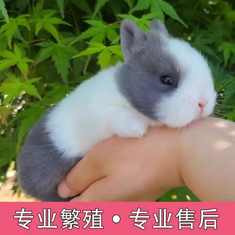 茶杯兔垂耳兔侏儒兔宠物兔长不大亲人不咬人粘人适合家庭饲养