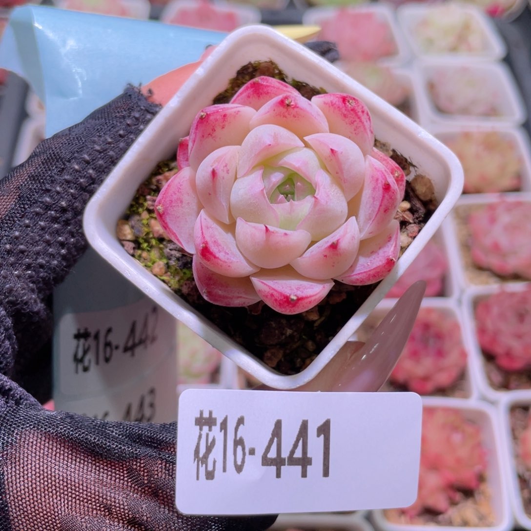 花利美16-441美瞳