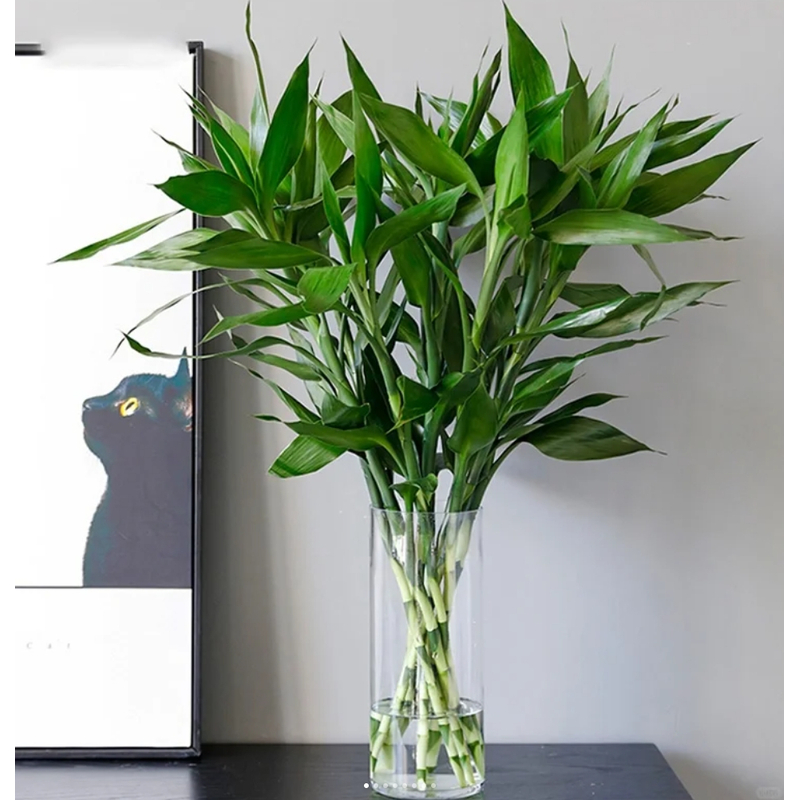 【源头优选】富贵竹-任意2单鲜花包邮 发货后不支持退款