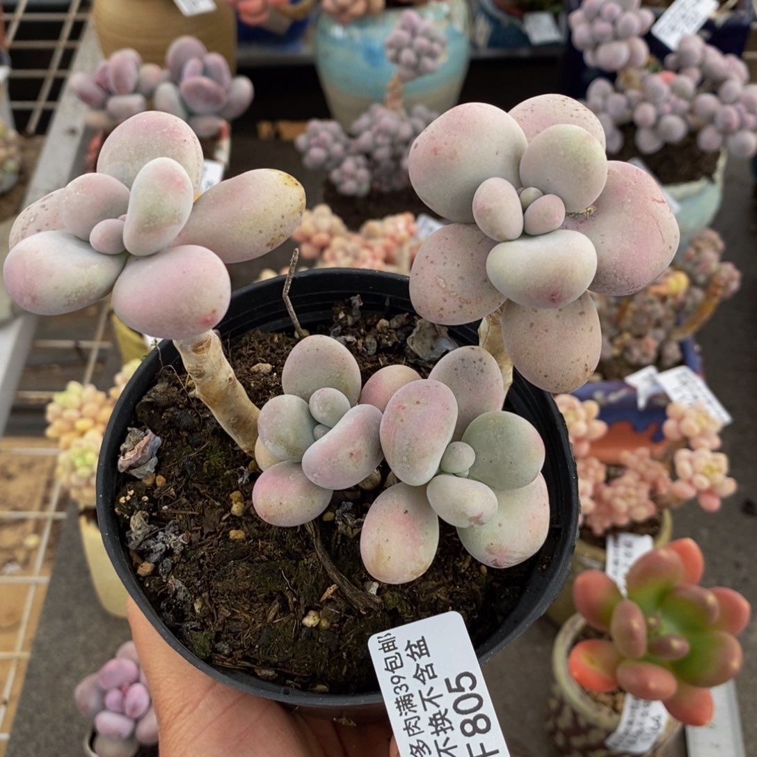 腰子桃蛋805/10v m