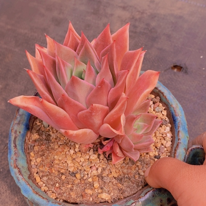 在家干吗你现在不说话呀