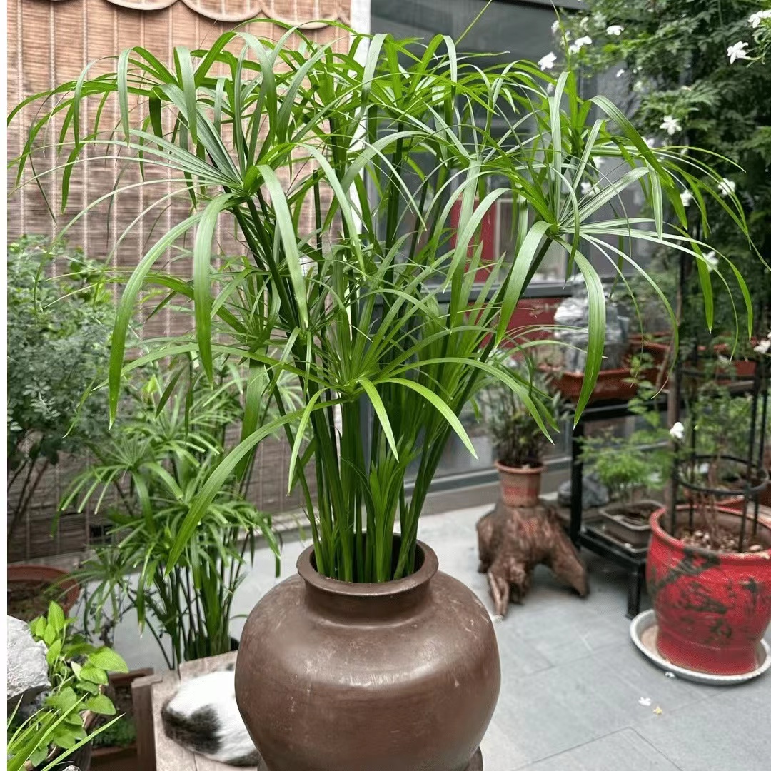 水生水培植物鱼缸鱼池造景沼泽过滤四季常青创意水竹旱伞草庭院