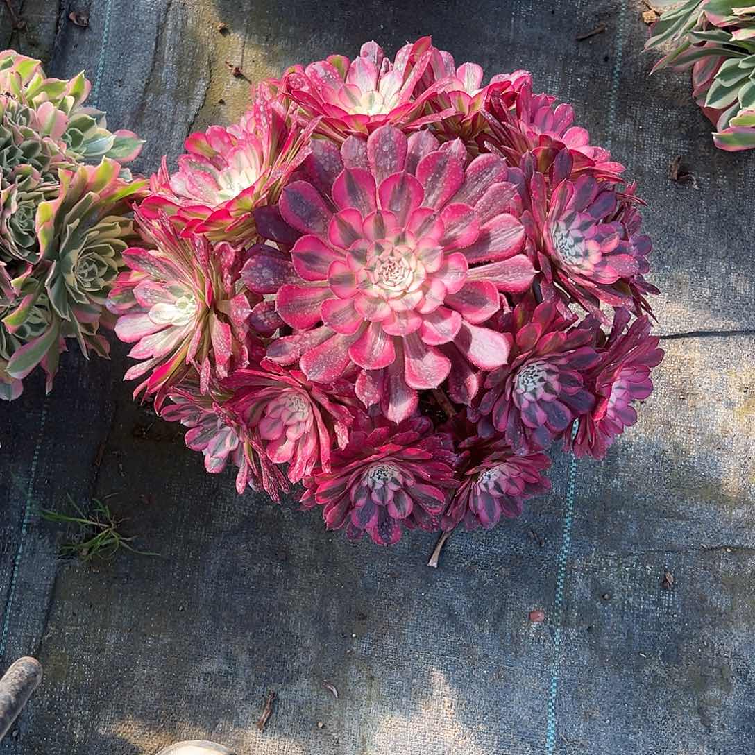 多肉多肉多肉多肉136