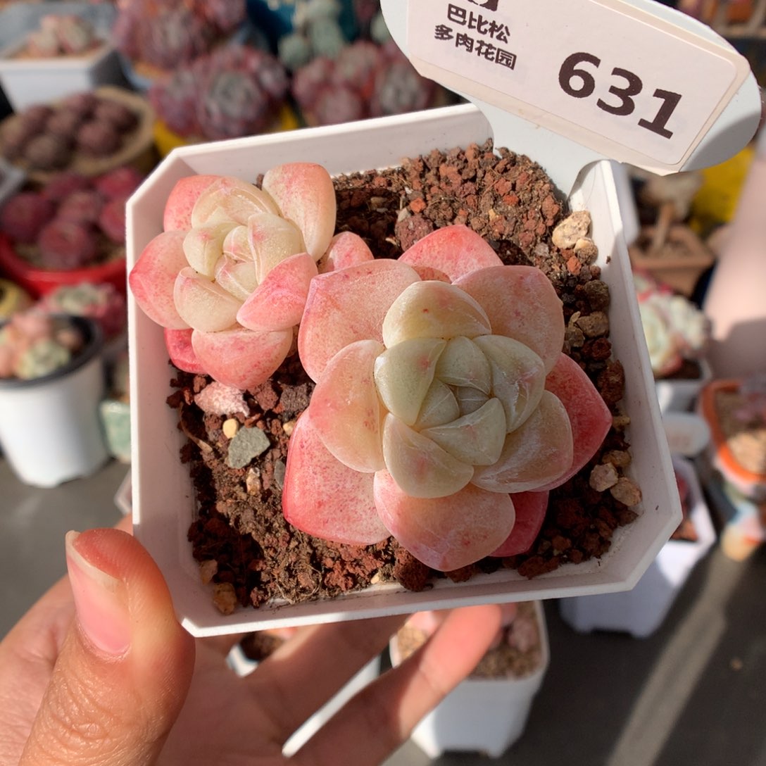 631冰玉多肉植物福利