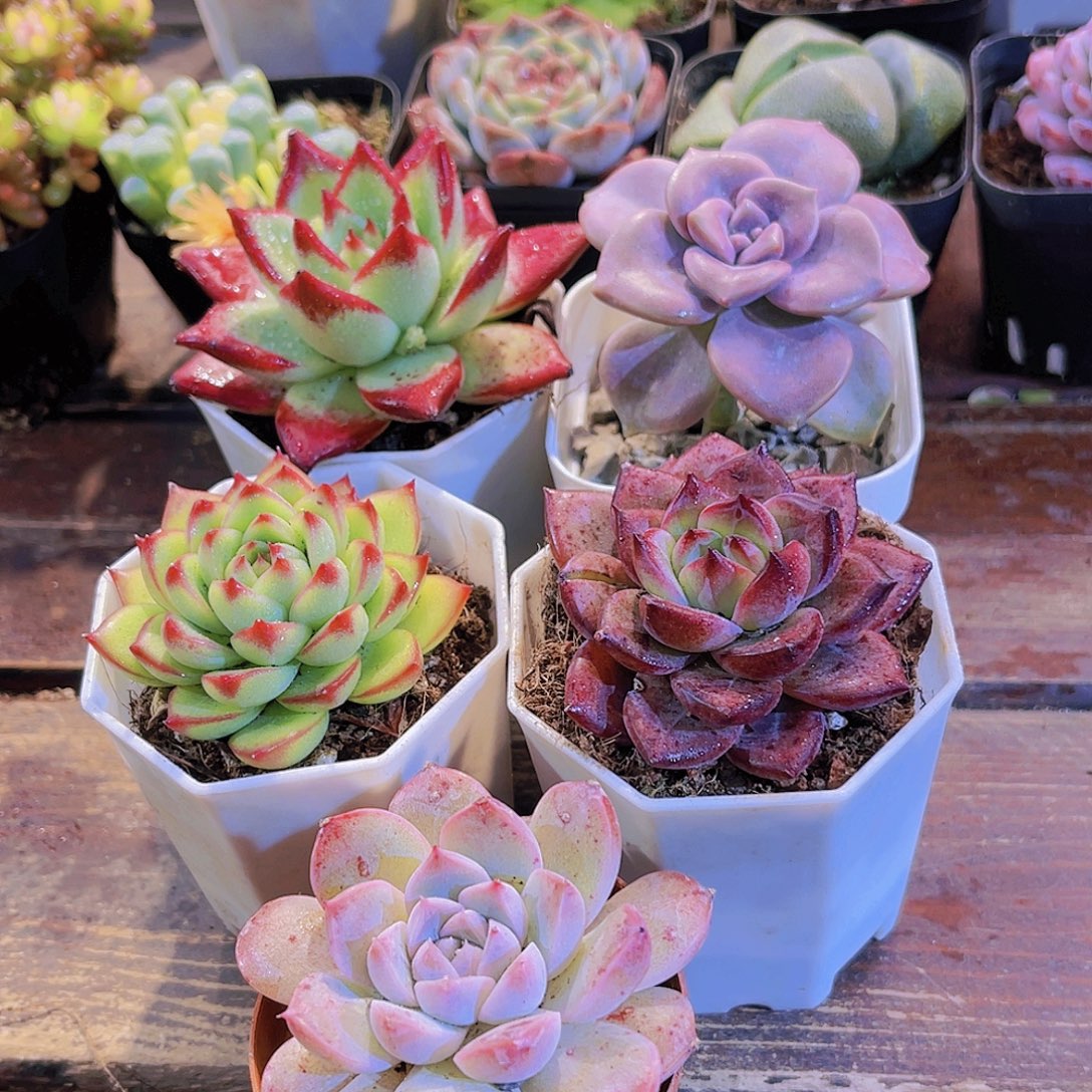 如图5盆11111111111111111111