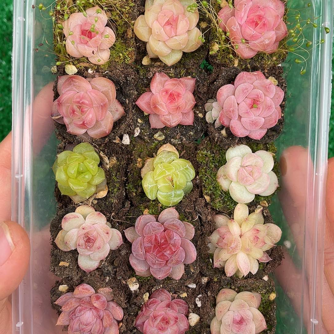 多肉一物一拍28-84