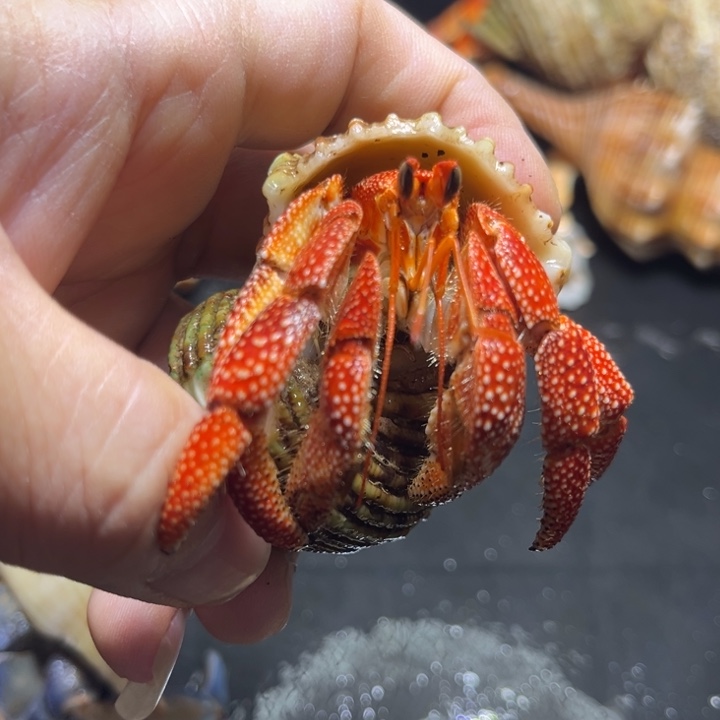 闪5号毛球2.8口径