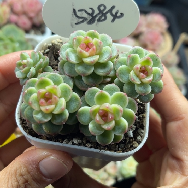 独家订繁x7珍妮群5884