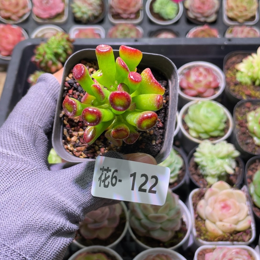 花利美6-122吸财树