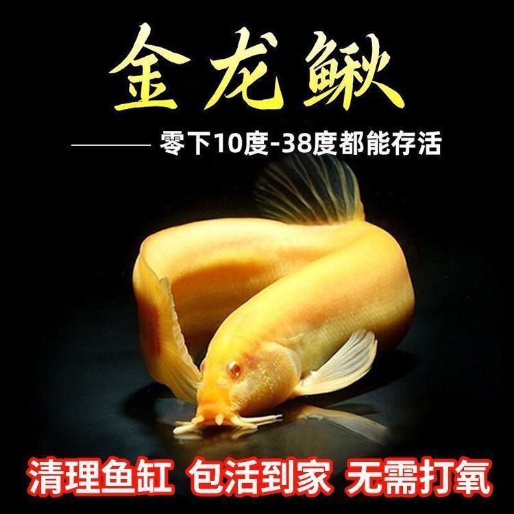冷水 不打氧 黄金泥鳅 观赏鳅 清洁鱼缸 耐高温耐低温 好养 耐活