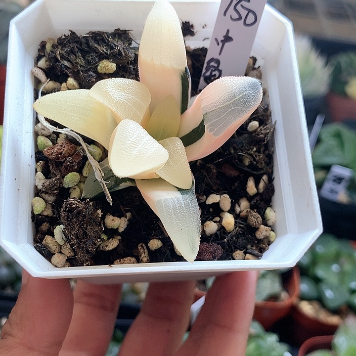 中岛克锦一物一拍