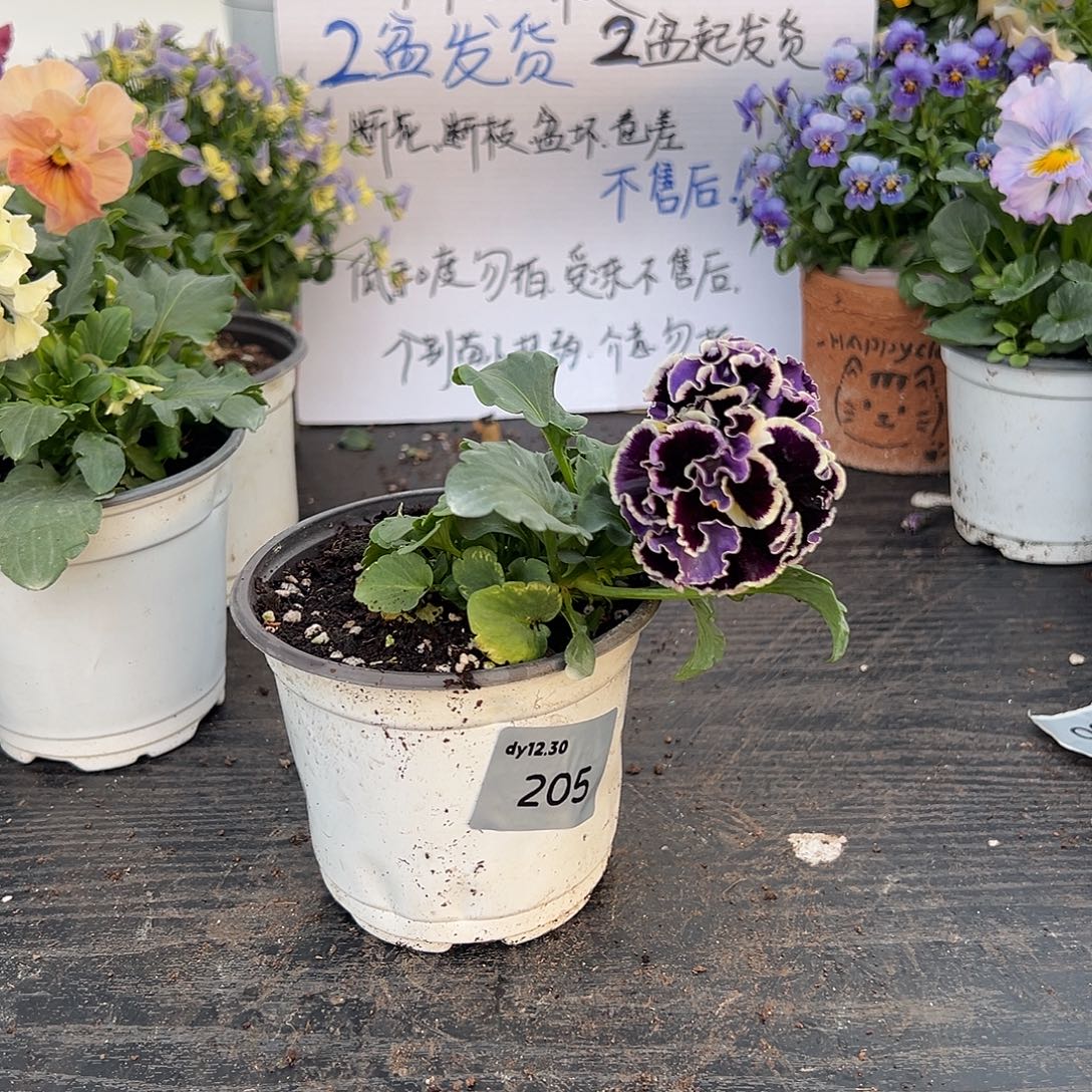 左***妹当前无花朵，栽培后可花朵205号苗晃苗侧长