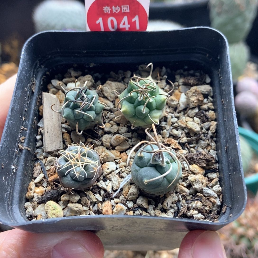 四颗混合球一盒打包