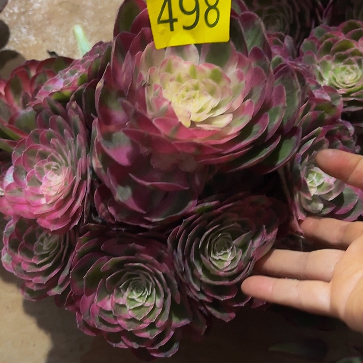 多肉植物孔雀翎498