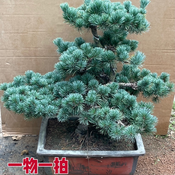 五针松盆景大板松盆景一物一拍松树绿植松树盆景绿植迎客松盆景