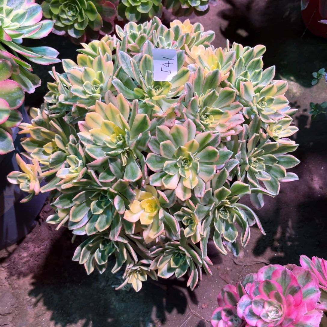 多肉植物甜茶541