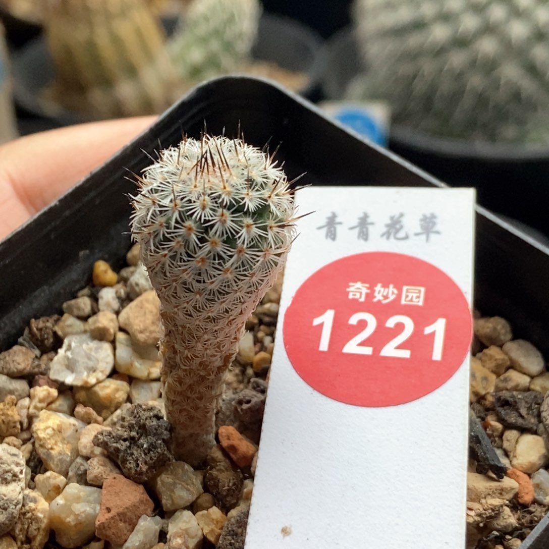 实生赤花美针玉1.5cm