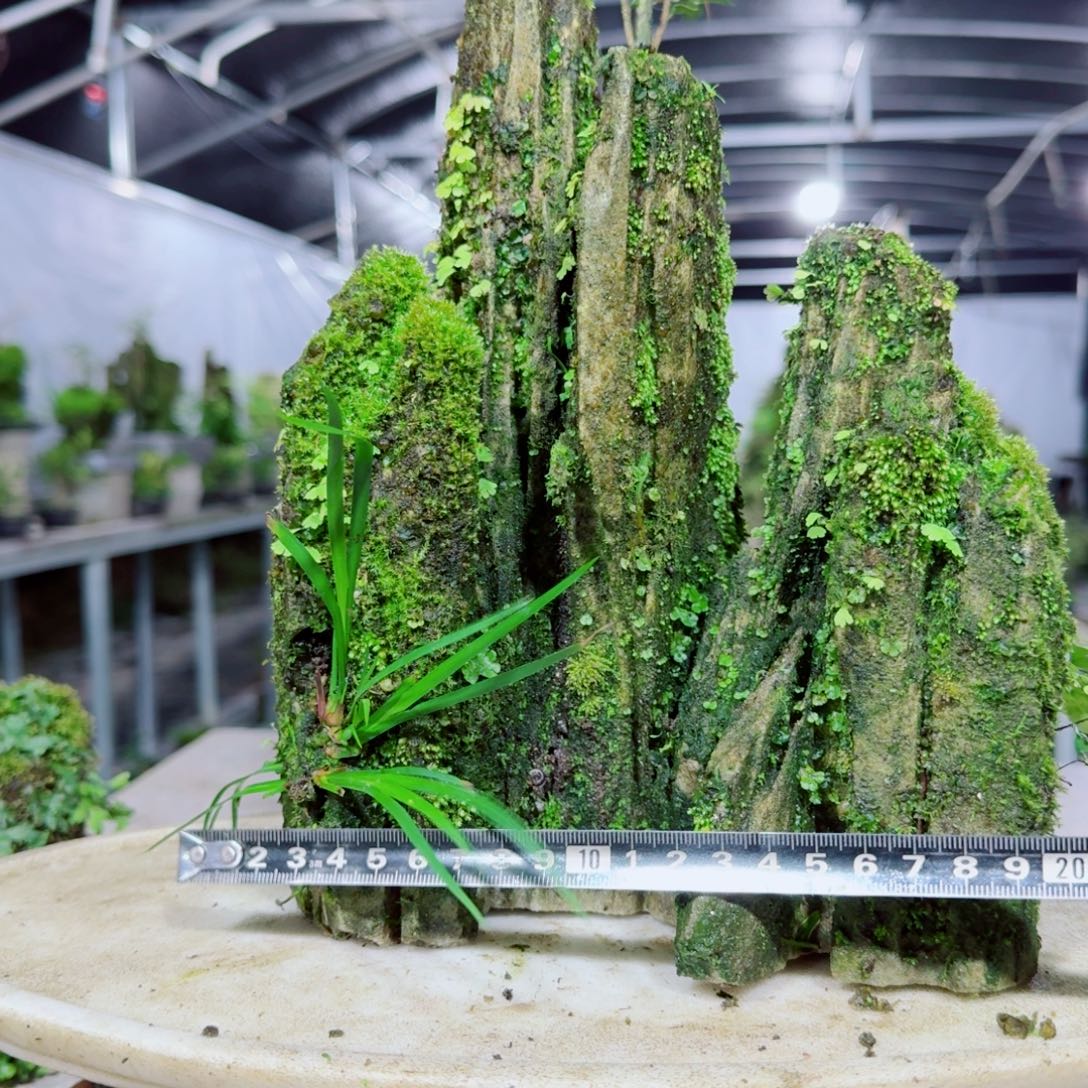 无花朵菖蒲不含盆