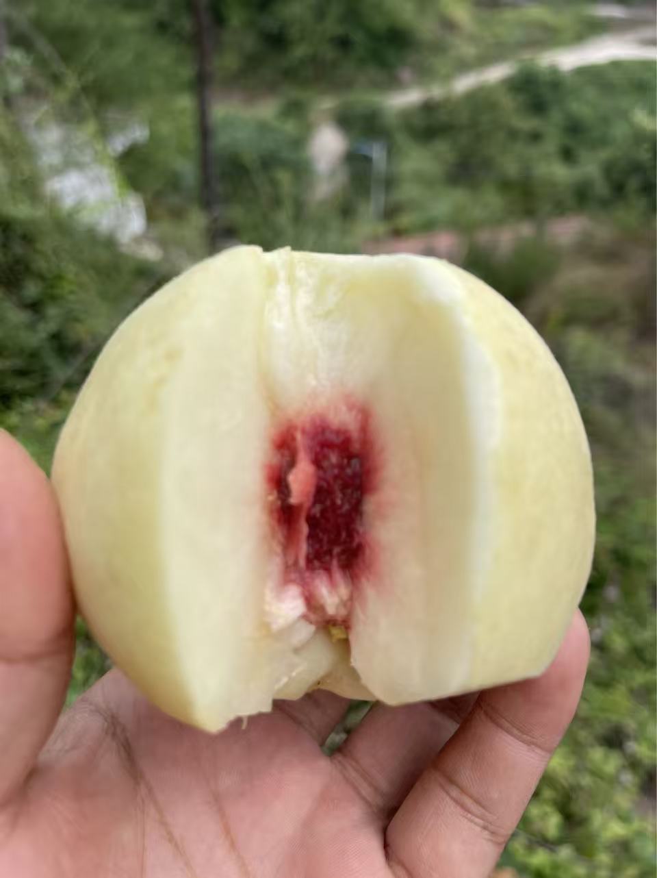 湖南麻阳脆甜冬桃果园直发