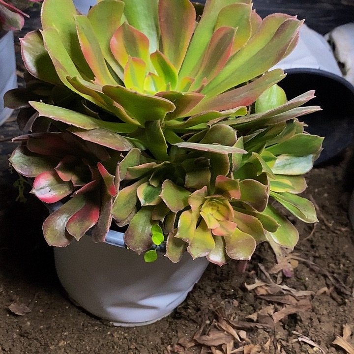 妞***妞雅典娜老桩捧花864h