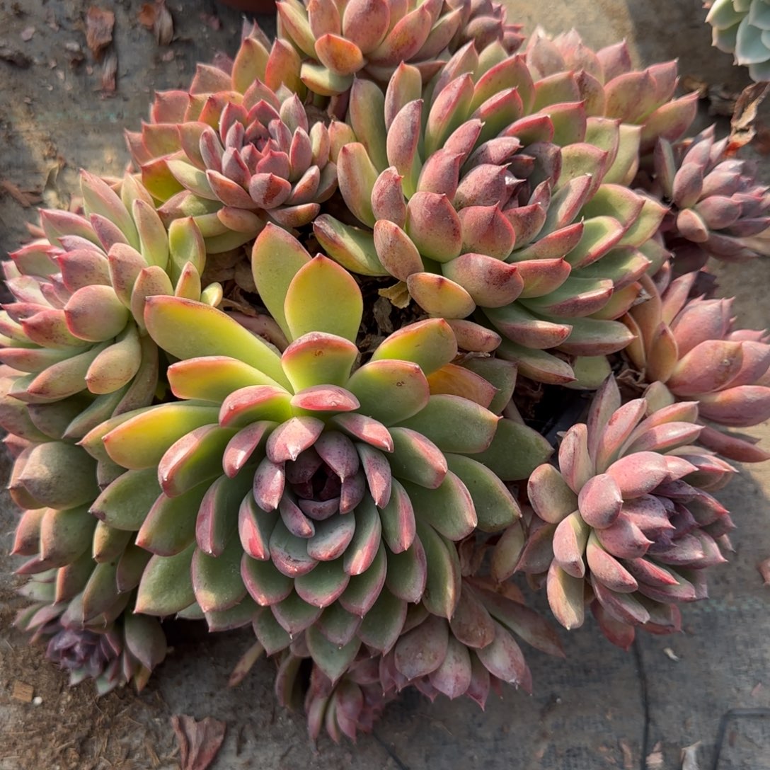 无花朵紫水晶大群生