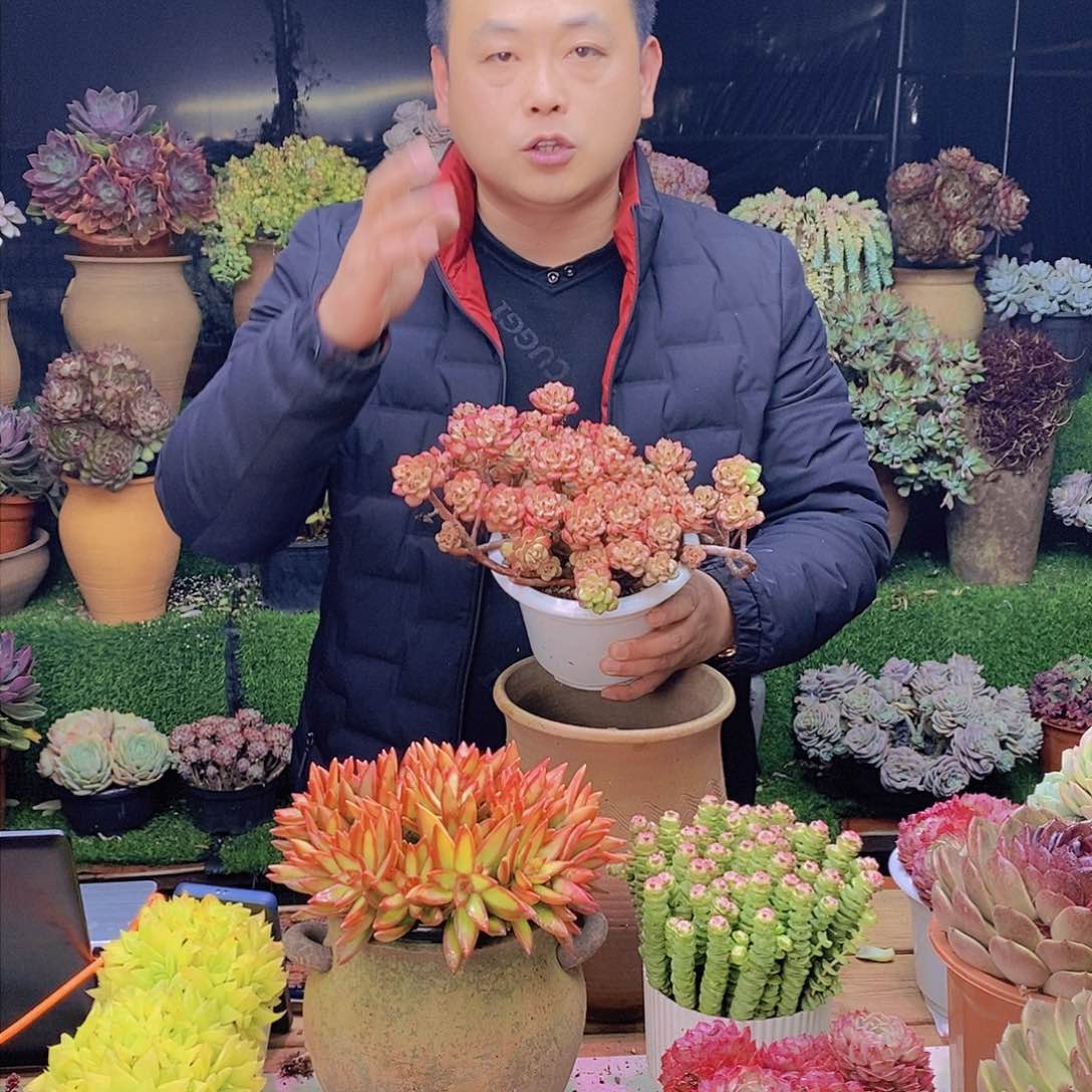 老桩探戈特价福利