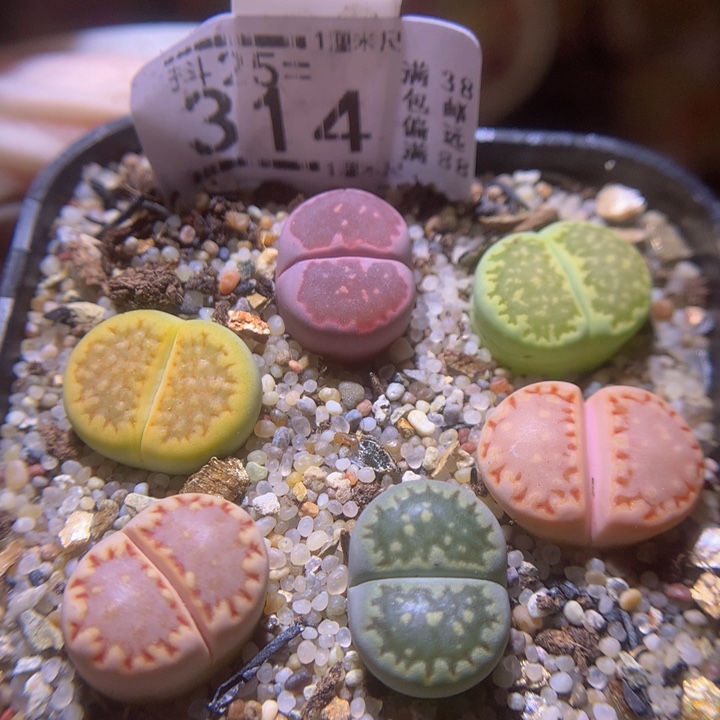 精品生石花25.314