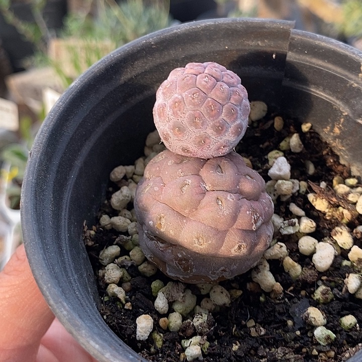 820习志野带盆一一一一