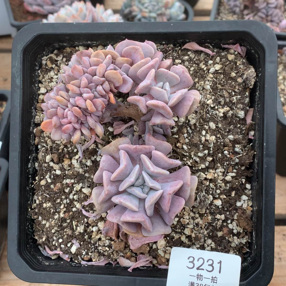 10.5厘米胸花雪精灵缀3231