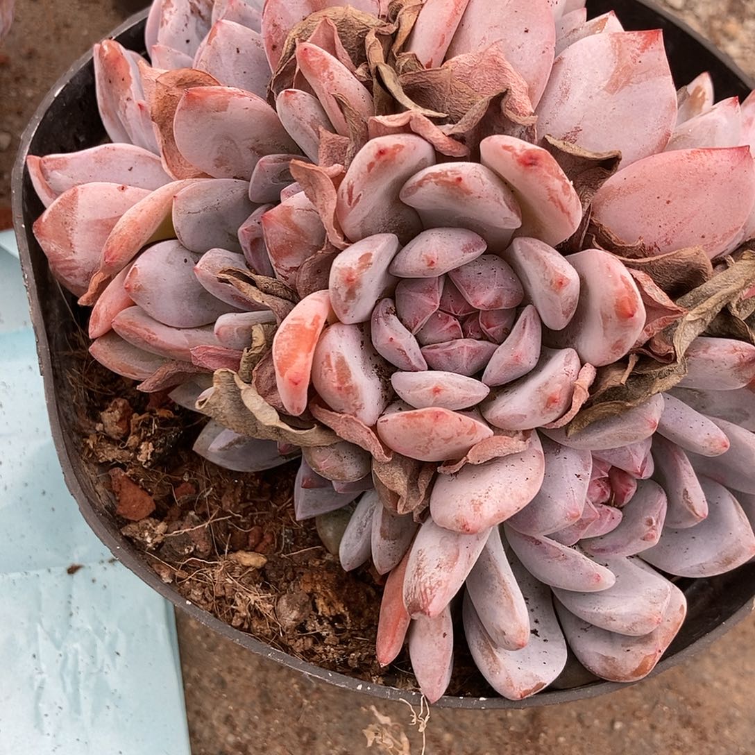 8-73 星影突尼斯一物一拍